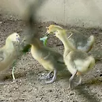 Casa Lavoura Em Requeixo * Celorico De Basto
