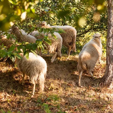Casa Lavoura Em Requeixo
