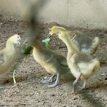 Casa Lavoura Em Requeixo * Селорику-ди-Башту