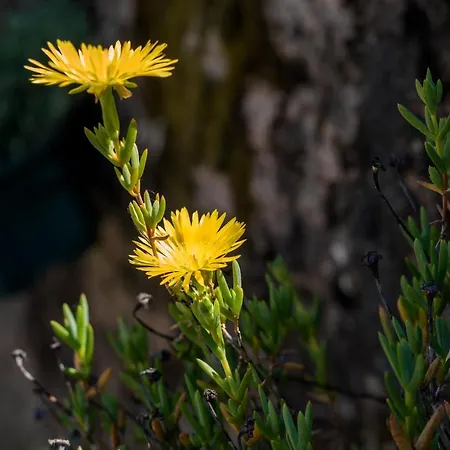Casa Lavoura Em Requeixo Gospodarstwo wiejskie Celorico De Basto