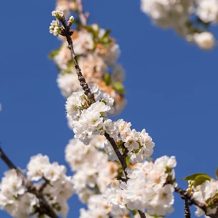 Casa Lavoura Em Requeixo * Celorico De Basto