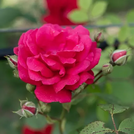 Casa Lavoura Em Requeixo Εξοχικό σπίτι *