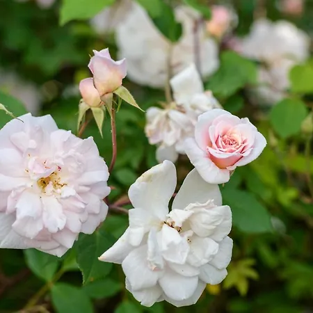 Casa Lavoura Em Requeixo