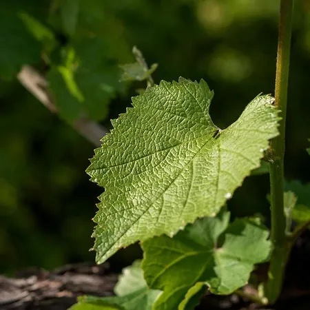 Séjour à la campagne Casa Lavoura Em Requeixo *