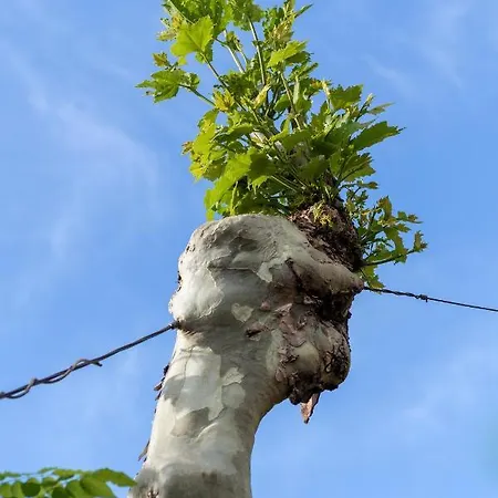 Casa Lavoura Em Requeixo Селорику-ди-Башту