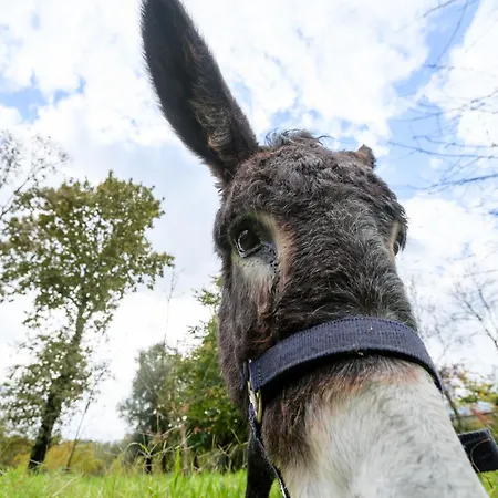 Casa Lavoura Em Requeixo *