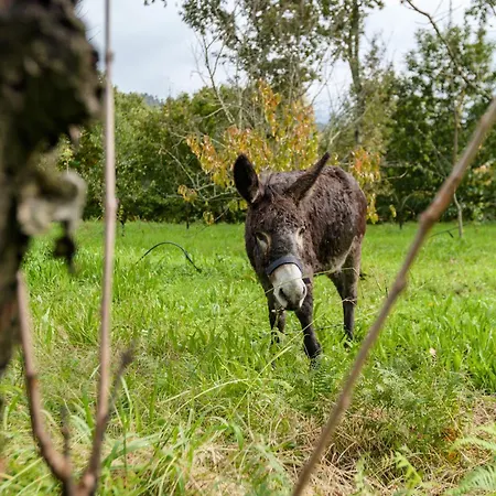Casa Lavoura Em Requeixo * Селорику-ди-Башту