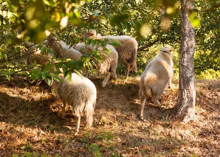 Casa Lavoura Em Requeixo