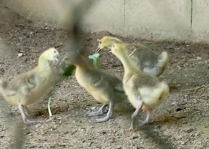 Casa Lavoura Em Requeixo * 세로리코데바스토