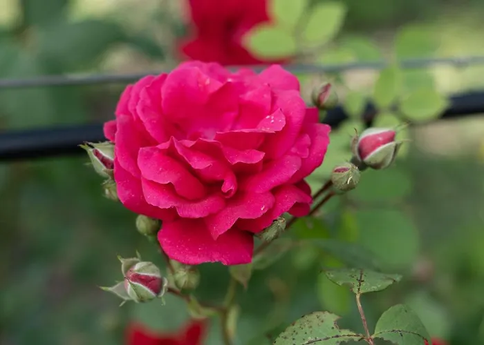 Casa Lavoura Em Requeixo Venkovský dům *