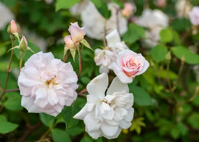 Casa Lavoura Em Requeixo