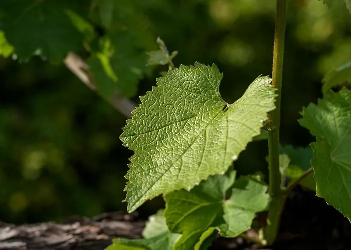 Venkovský dům Casa Lavoura Em Requeixo *