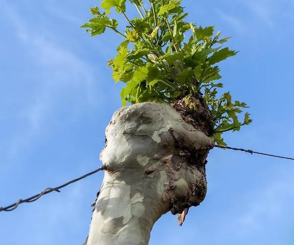 Casa Lavoura Em Requeixo Celorico De Basto