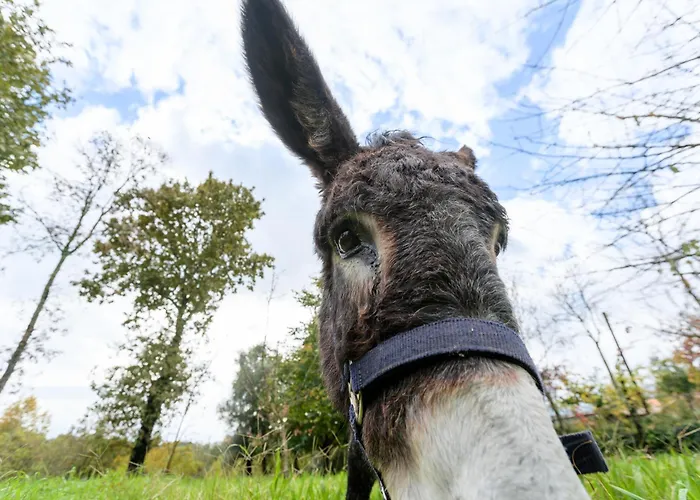 Casa Lavoura Em Requeixo *