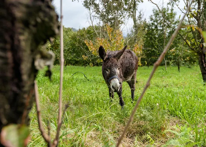 Casa Lavoura Em Requeixo * 세로리코데바스토